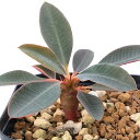 (多肉植物)ユーフォルビア パキポディオイデス 2.5号(1鉢)冬季落葉中