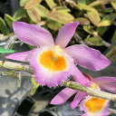 (観葉植物)洋ラン デンドロビウム ロディゲシー 2.5~3号(1ポット)