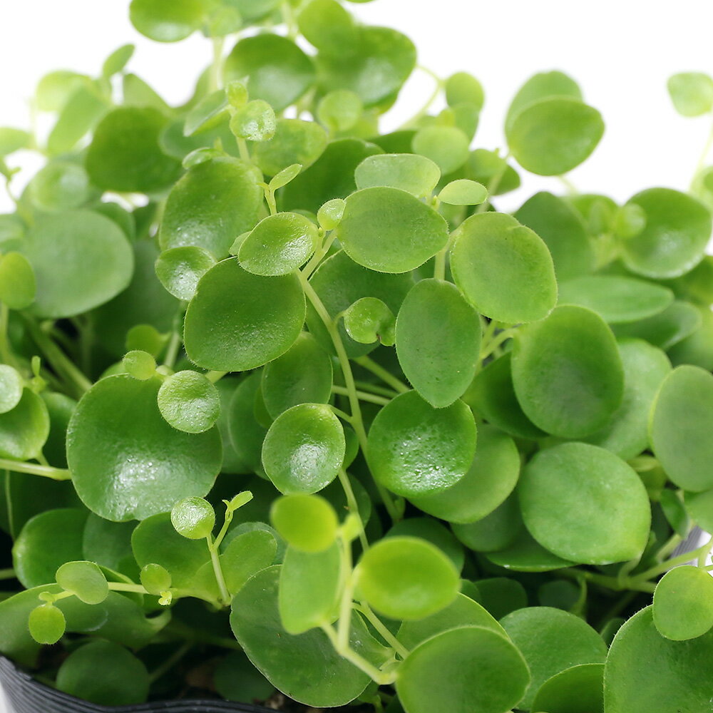 （観葉植物）ペペロミア ジェミニ 3号（1ポット）