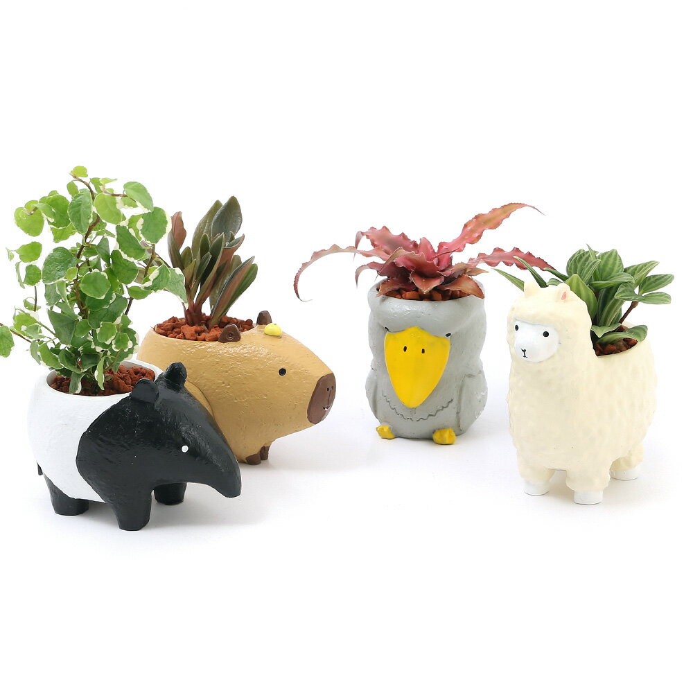 （観葉植物）おまかせミニ観葉 癒しアニマル 鉢おまかせ（1鉢）セラミス