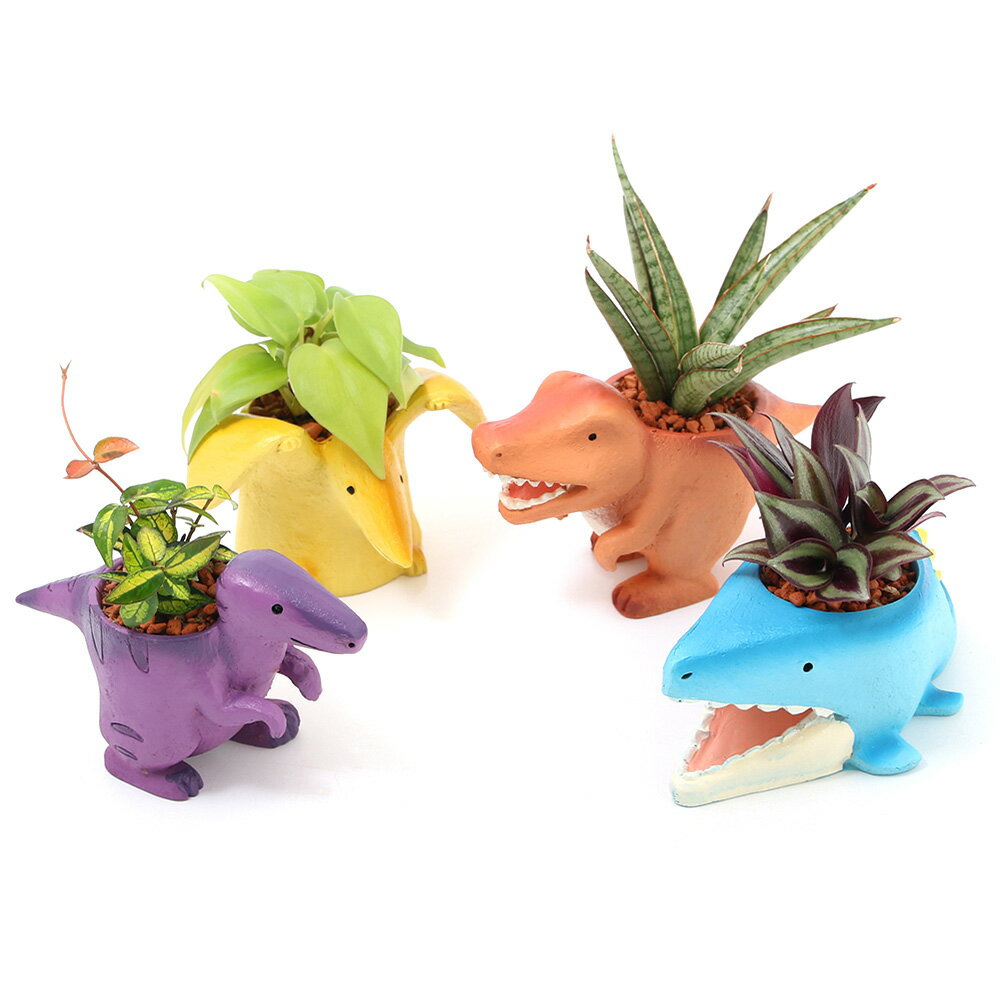 （観葉植物）おまかせミニ観葉 リトル恐竜 鉢おまかせ（1鉢）セラミス