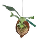 (観葉植物)コウモリラン ビカクシダ ヤシの実仕立て(1個)