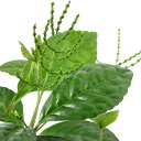 (観葉植物)チャラン 吊り鉢タイプ 6号(1鉢)
