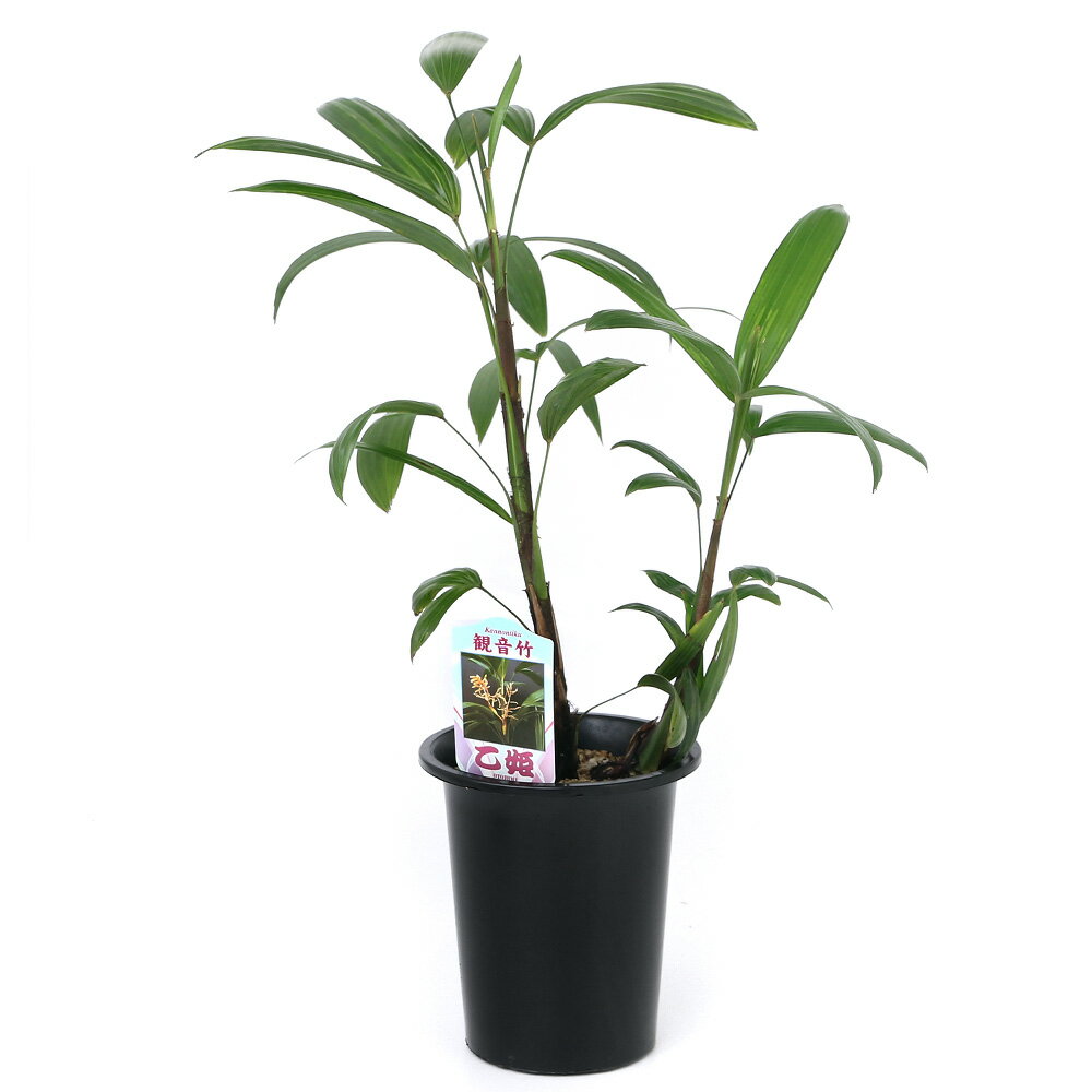 （観葉植物）ヤシ　カンノンチク（観音竹）　乙姫　4号（1鉢）
