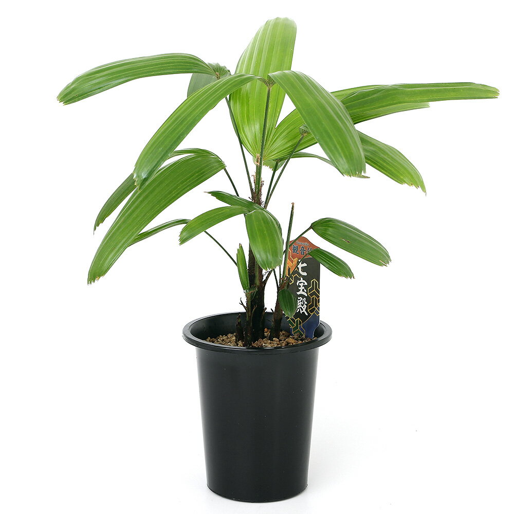 （観葉植物）ヤシ　カンノンチク（観音竹）　七宝殿　4号（1鉢）