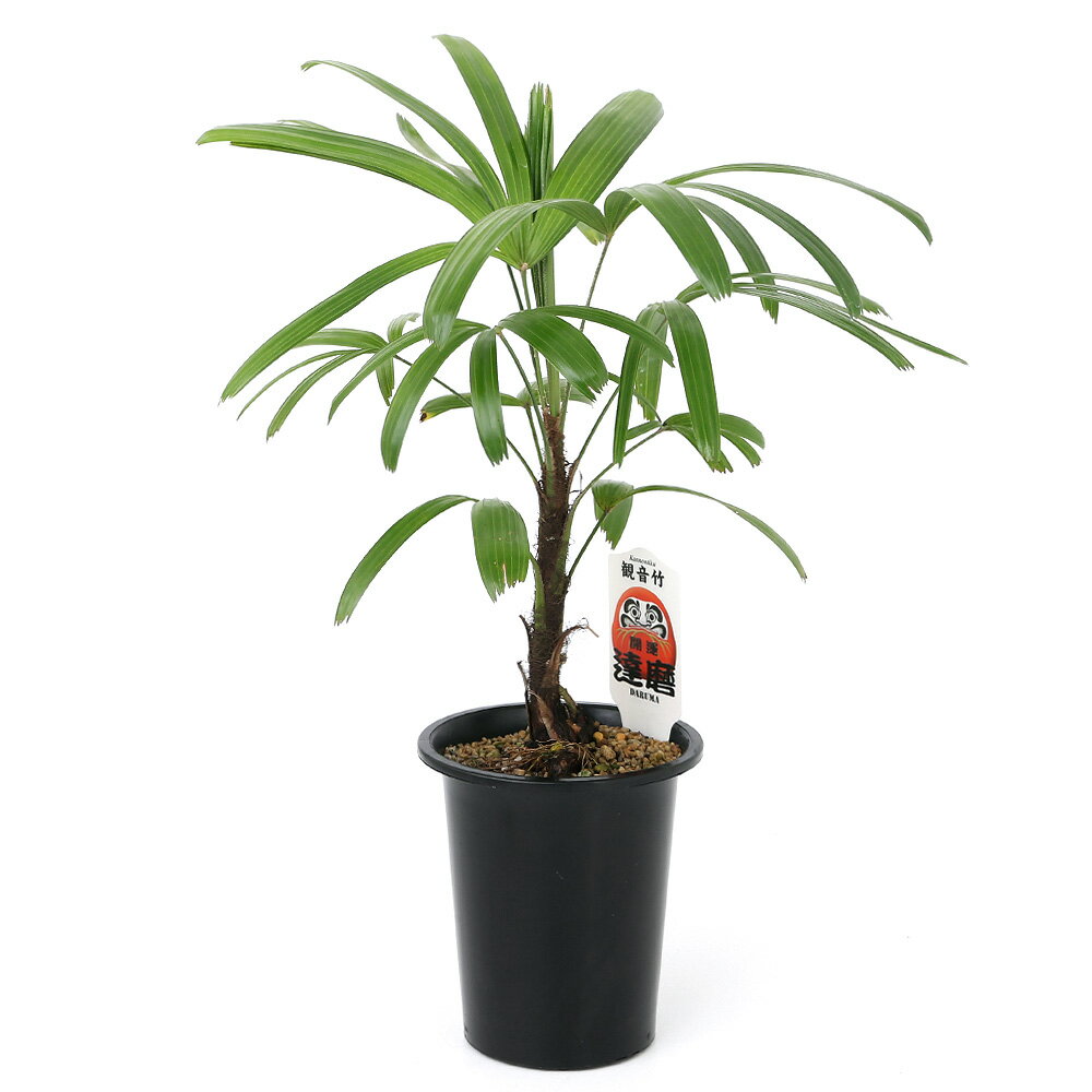 （観葉植物）ヤシ　カンノンチク（観音竹）　達磨系　4号（1鉢）