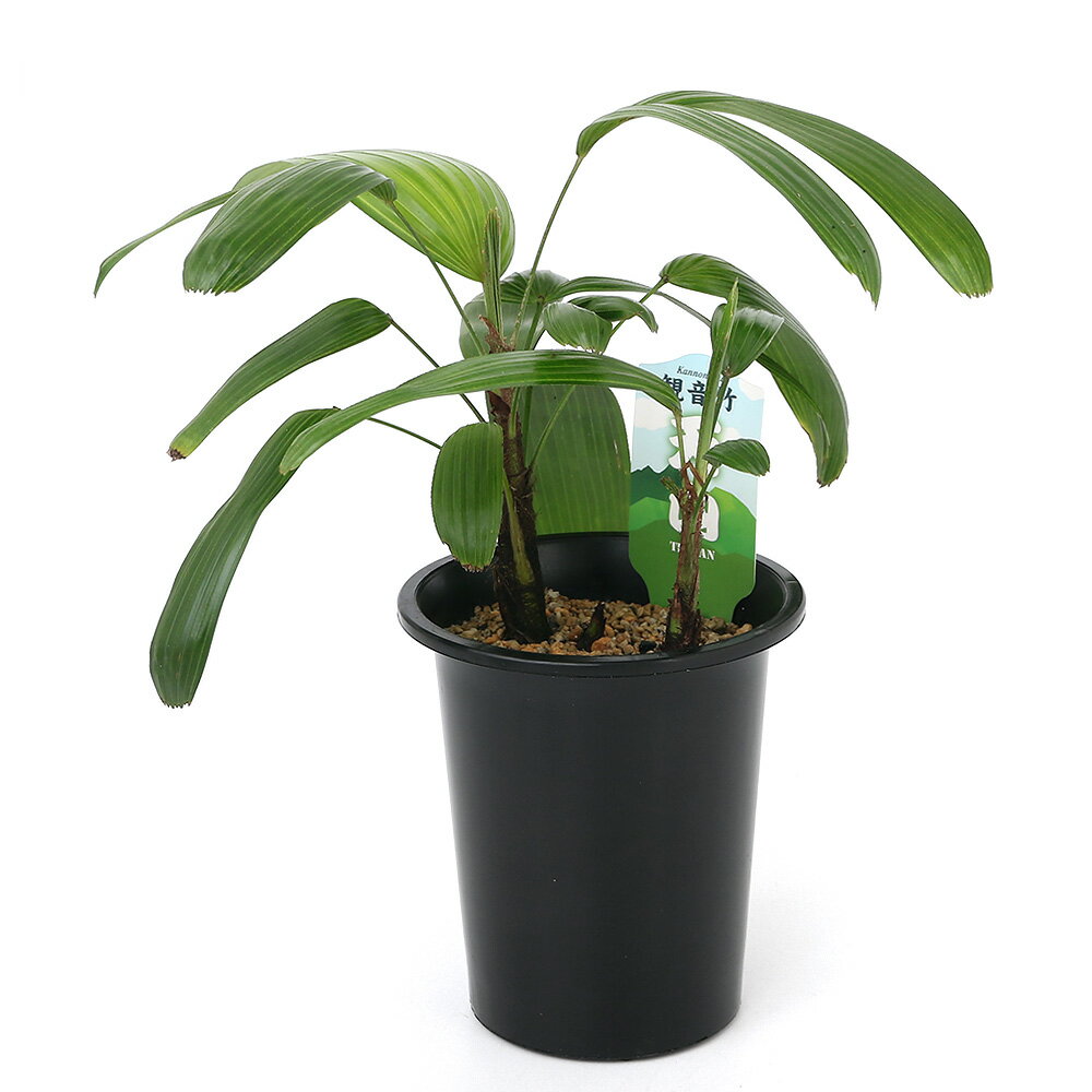 （観葉植物）ヤシ　カンノンチク（観音竹）　天山　4号（1鉢）