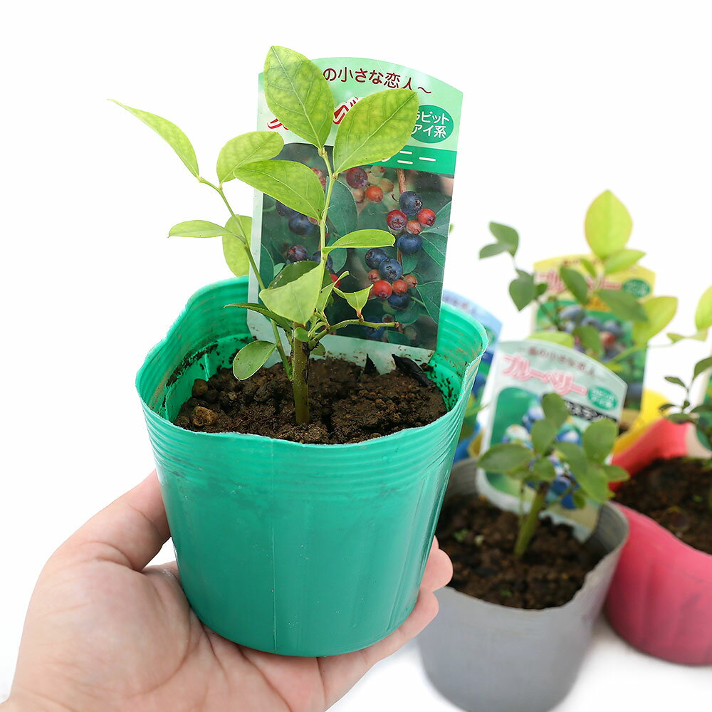 （観葉植物）果樹苗　ブルーベリー（ラビットアイ系）　3号（1ポット）　家庭菜園...
