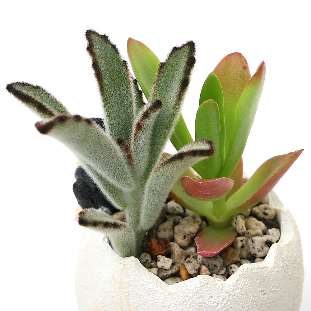 ��¿����ʪ��¿��2��󤻿��������å��ݥåȡ�����ѥ󥸡���������1ȭ�˷��к�