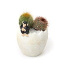 (観葉植物)サボテン2種寄せ植え エッグポット チンパンジー スリム(1鉢)固まる砂