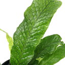 (観葉植物)シダ クロコダイルファーン(ミクロソリウム ムシフォリウム) 4号(1鉢)