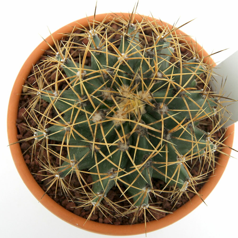 （多肉植物）素焼鉢 サボテン 黄彩玉 3号（1鉢）