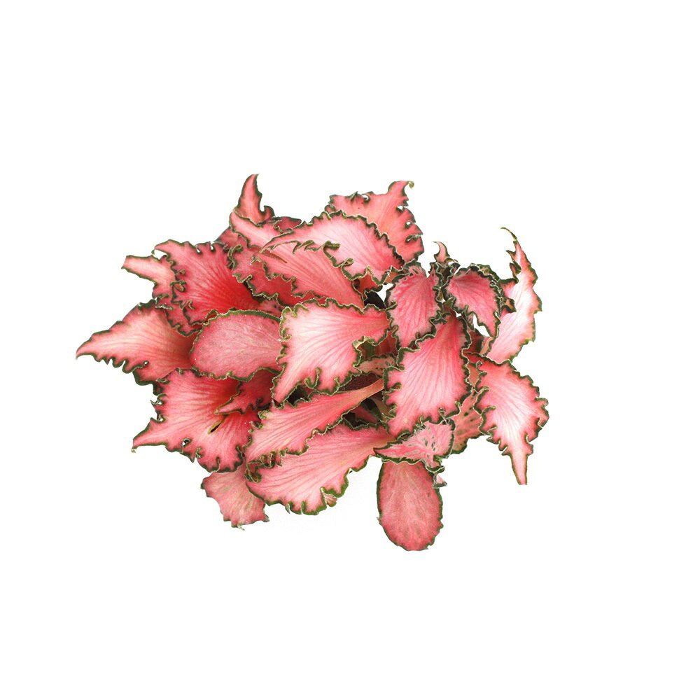 （観葉植物）ビバリウムプランツ フィットニア ピンク系 3cmポット（1ポット）