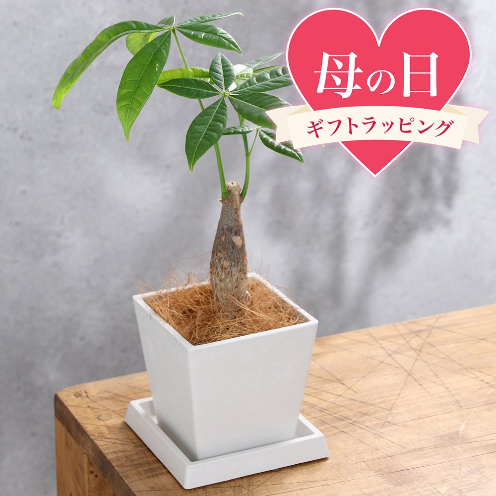 ●母の日ギフト●パキラ4号ボタニー...