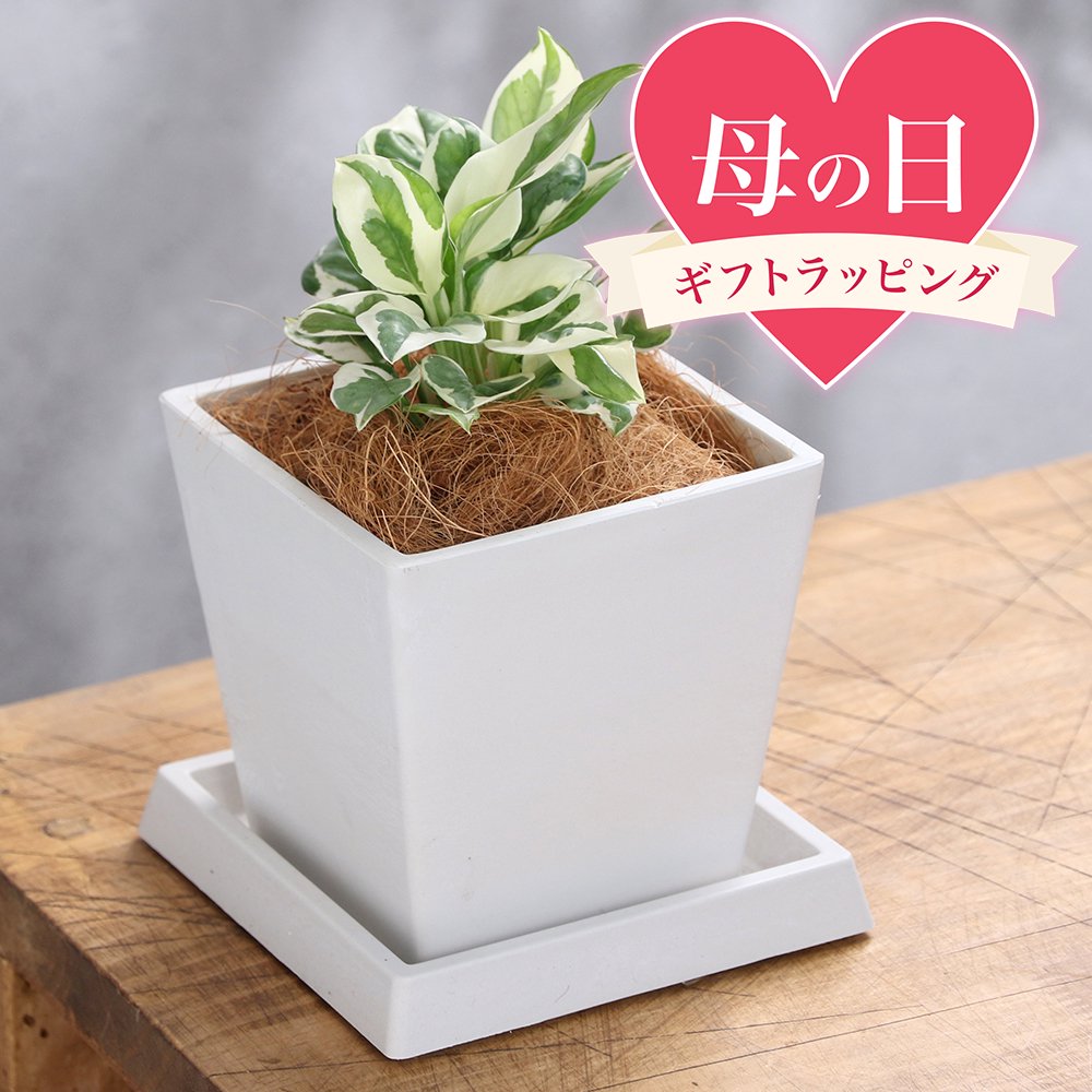 ●母の日ギフト●ポトスエンジョイ4...
