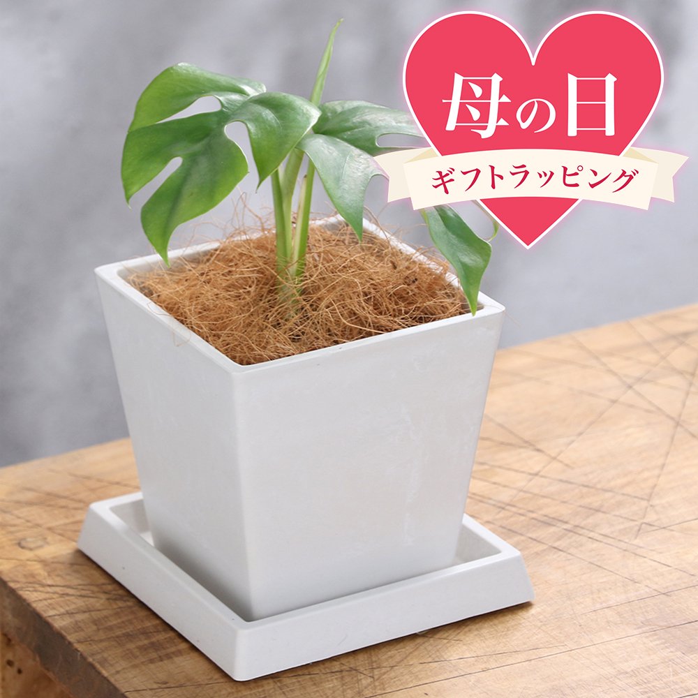 ●母の日ギフト●ヒメモンステラ4号...
