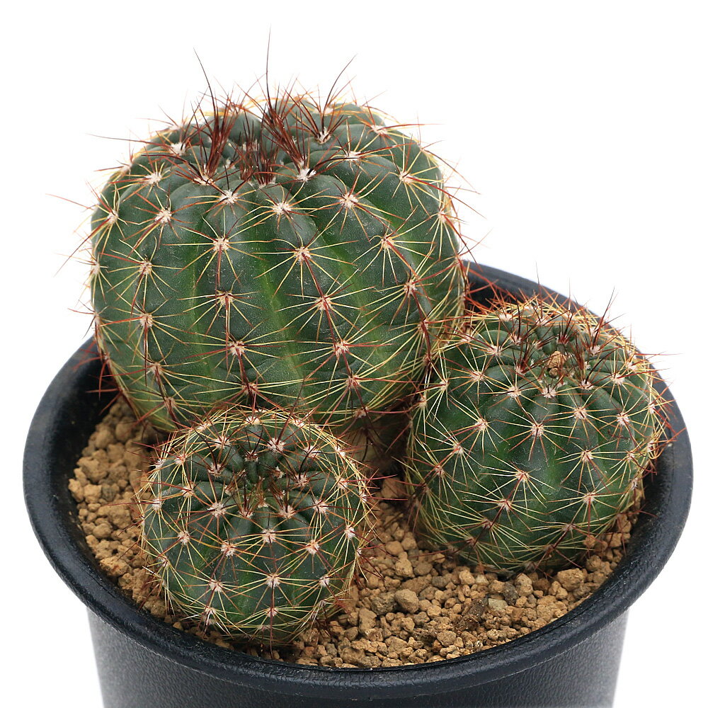 《一時非表示》（観葉植物）サボテン パロディア 青王丸（セイオウマル） 3号（1鉢）【HLS_DU】