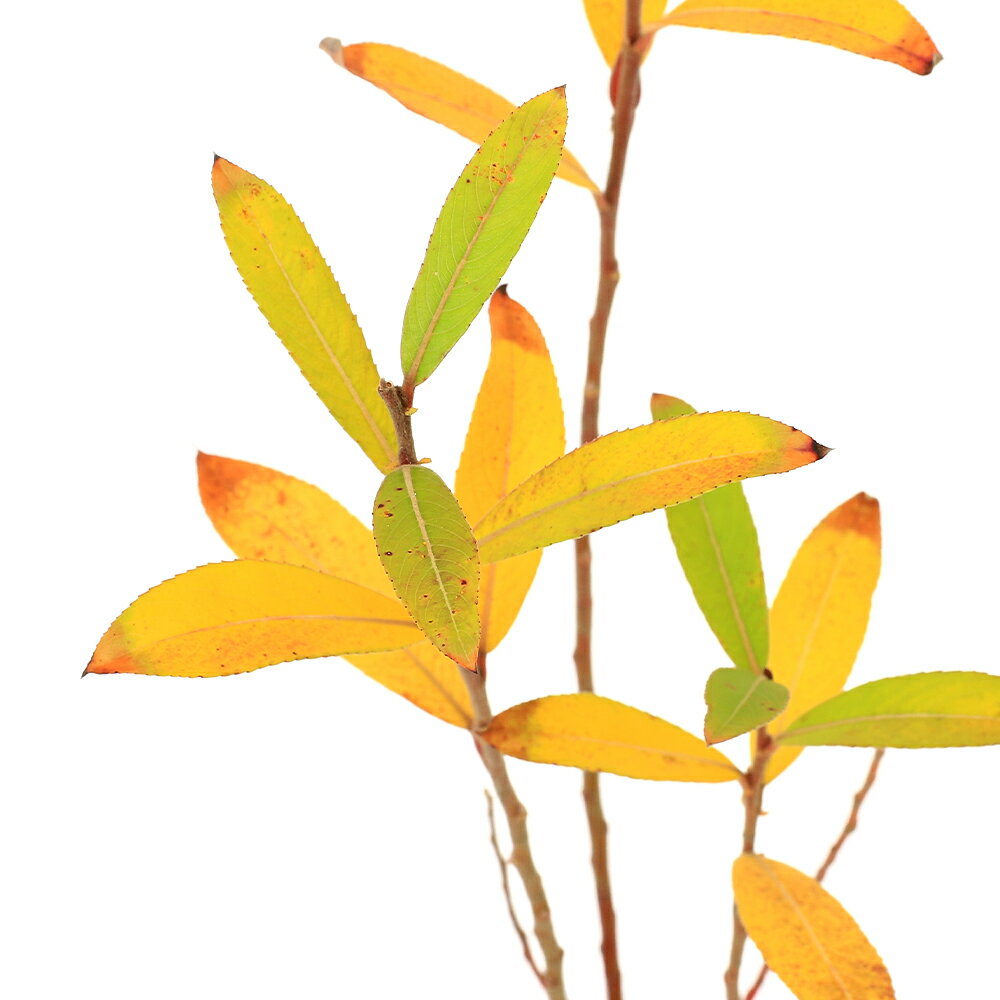 （山野草）ヤナギ ハイネコヤナギ 3号（1ポット）