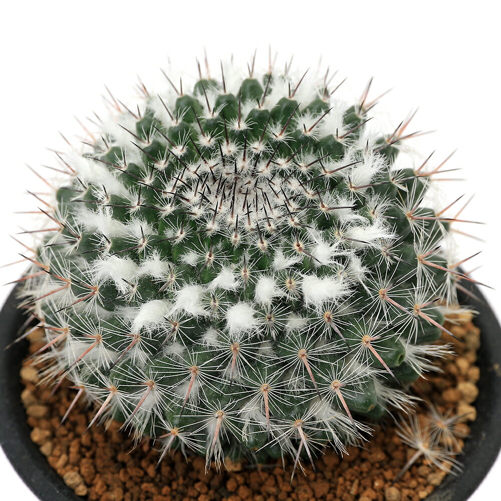 マミラリア 銀河丸の商品画像