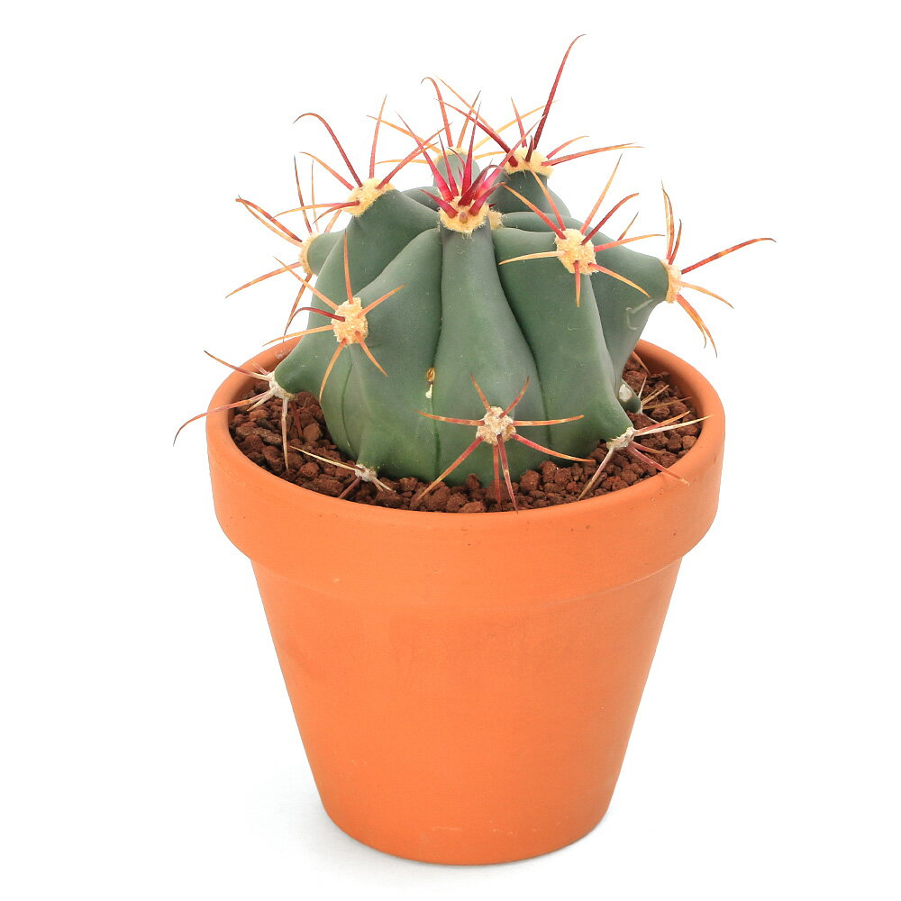 楽天市場】冠竜（花・ガーデン・DIY）の通販