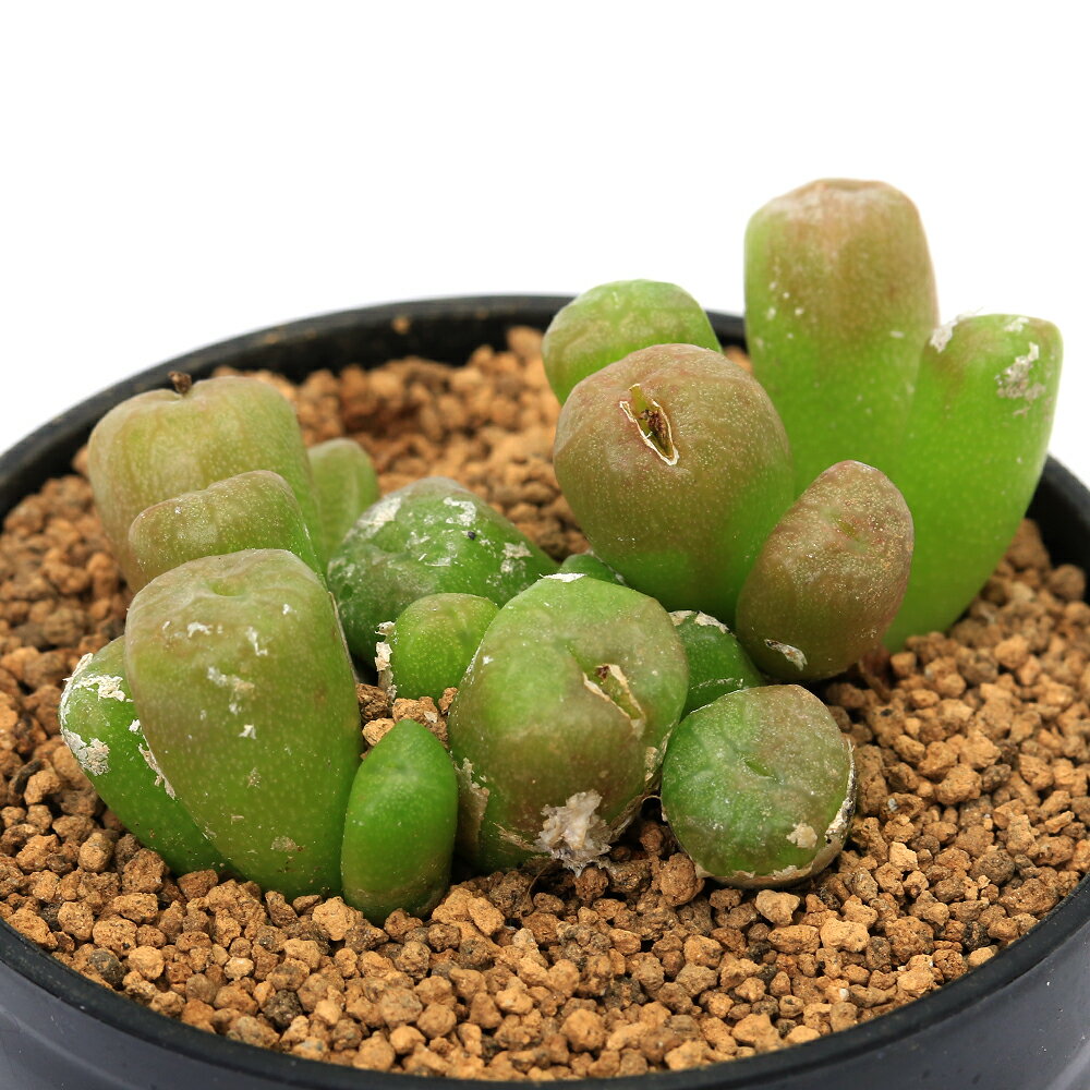 コノフィツムエクティプムスルカツム2号