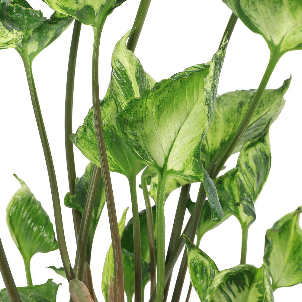 （観葉植物）シンゴニウム シュリンクハート 3．5号（1ポット）