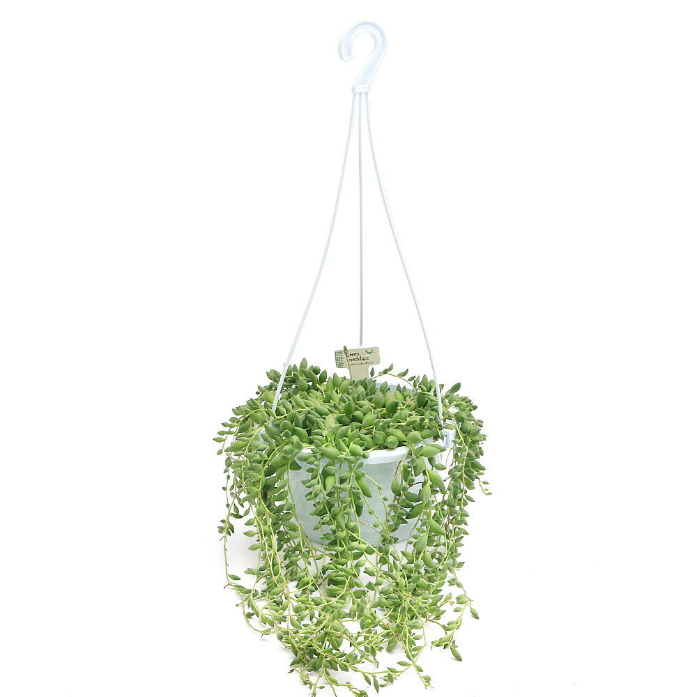 雫型グリーンネックレス吊り鉢タイプ...