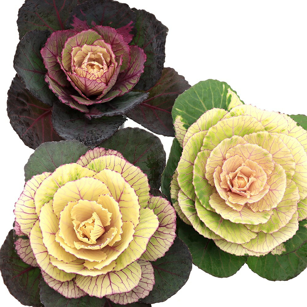 （観葉植物）ハボタン クラシカルボンボン 丸葉タイプ 2号（3ポット）