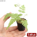 (テラリウム)ビバリウムプランツ おまかせシダ植物(1ポット)