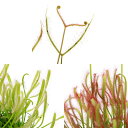 (食虫植物)モウセンゴケ 3種セット 3号(3ポット)