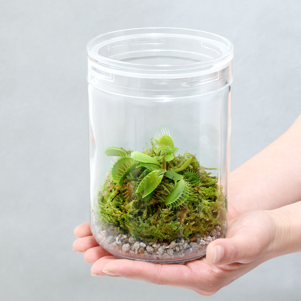 �ʿ��ʪ�ˡ��ݥƥ�ꥦ�ࡡ�ϥ��ȥ꥽�������饹�ܥȥ�L��1�ġˡ��������ա��ƥ�ꥦ�७�å�