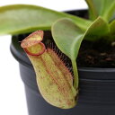 (食虫植物)ウツボカズラ ネペンテス ミランダ 2.5〜3号(1ポット)
