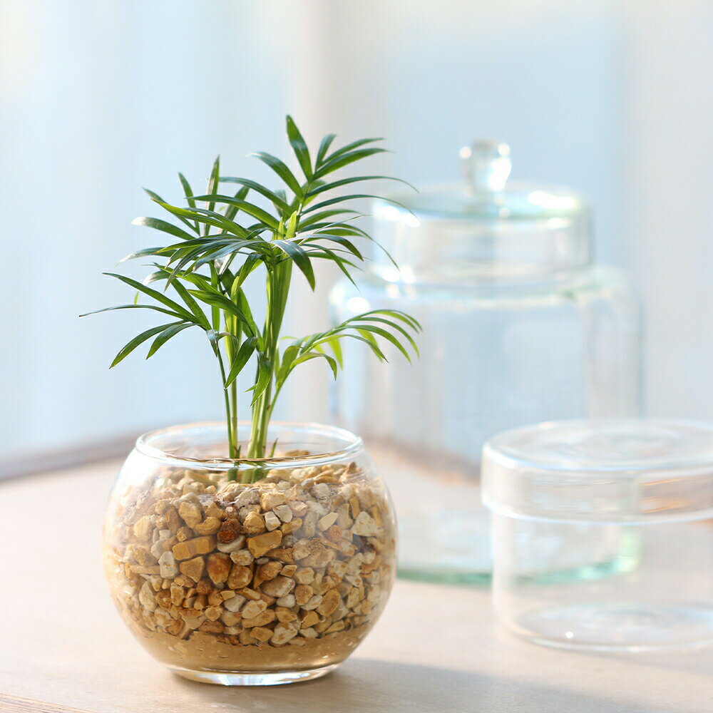 Other Aquatic Plants - （観葉植物）土を使わないハイドロカルチャー　テーブルヤシ　バブルボールSS（1個）　ゼオライト　おしゃれ