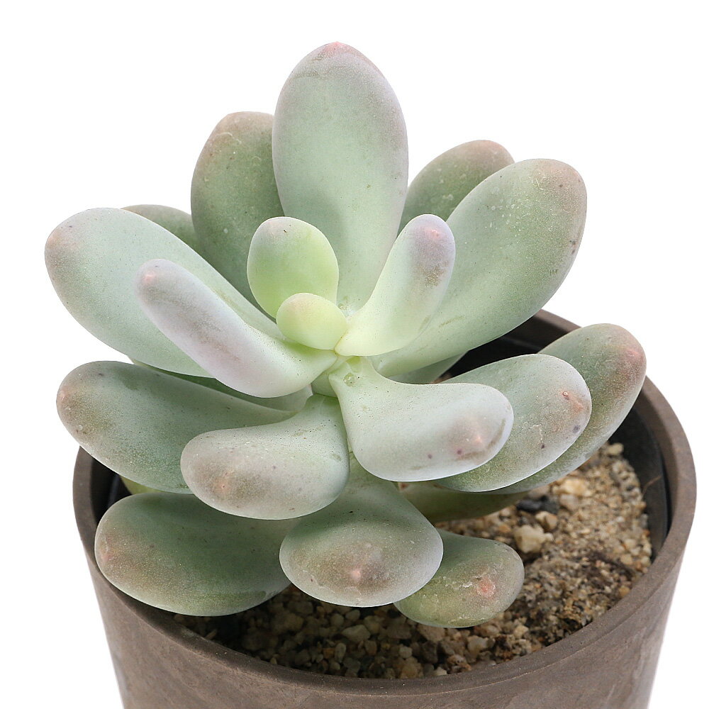 楽天市場】多肉植物 星美人の通販