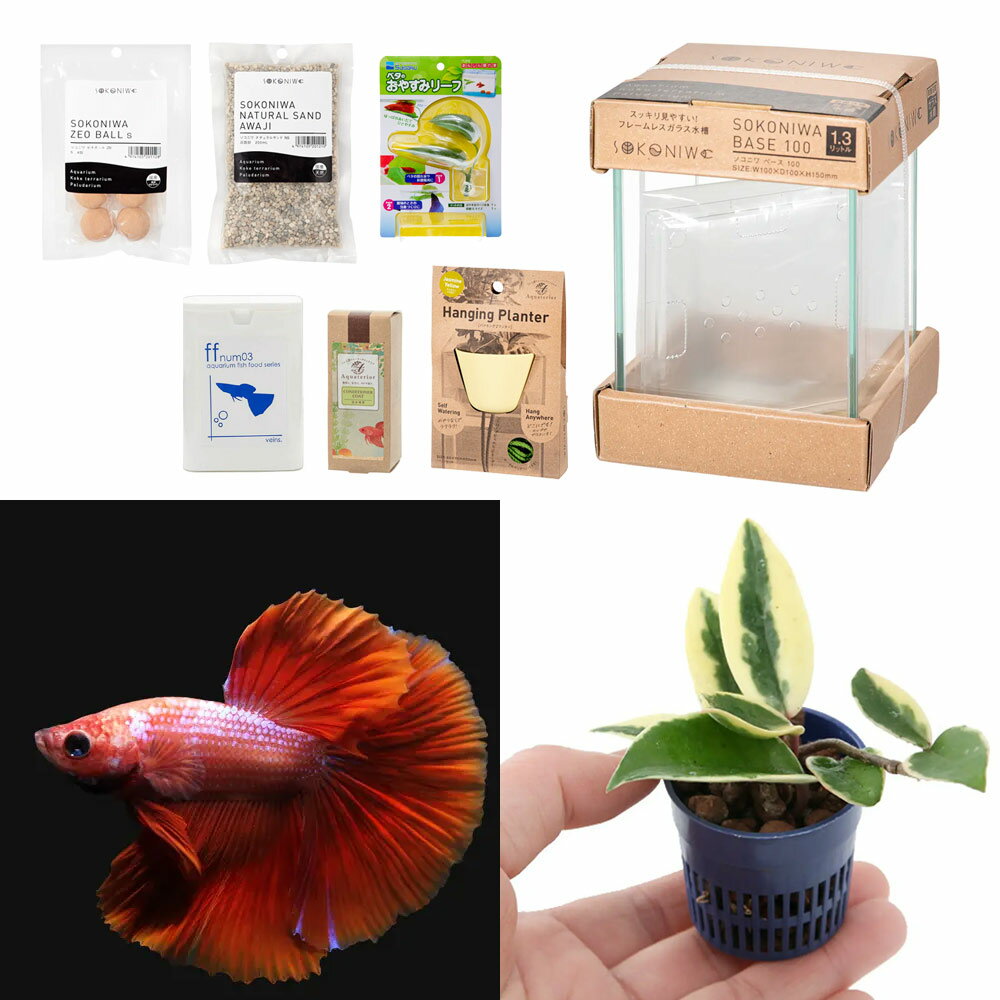 （熱帯魚）（観葉植物）水作 Aquaterior ミニ寄せ植え・ベタの水景づくりセット（イエロー） 本州・四国限定 アクアリウム ハイドロプランツ