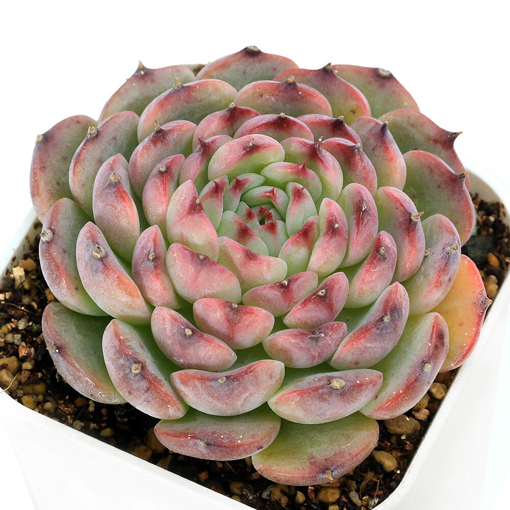 （多肉植物）エケベリア　マルセル　2．5号（1鉢）