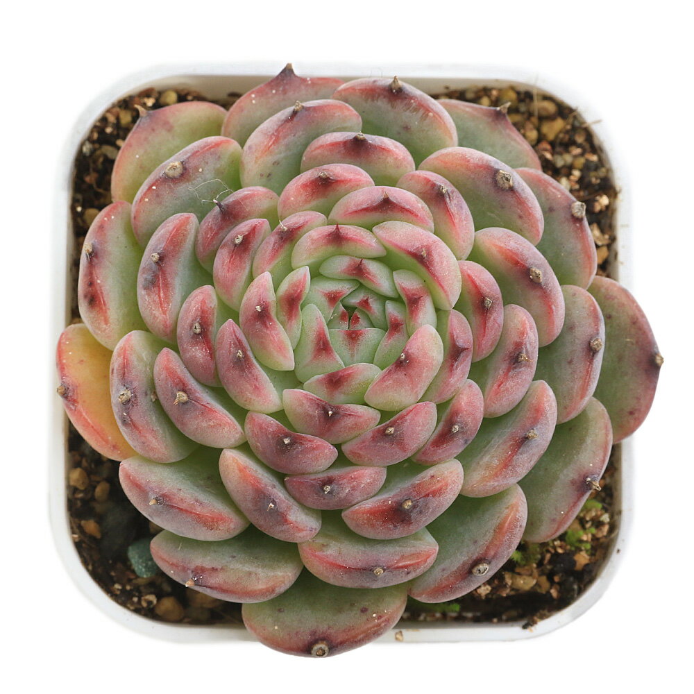 （多肉植物）エケベリア　マルセル　2．5号（1鉢）