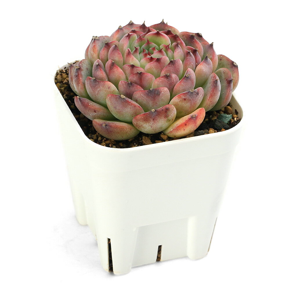 （多肉植物）エケベリア　マルセル　2．5号（1鉢）