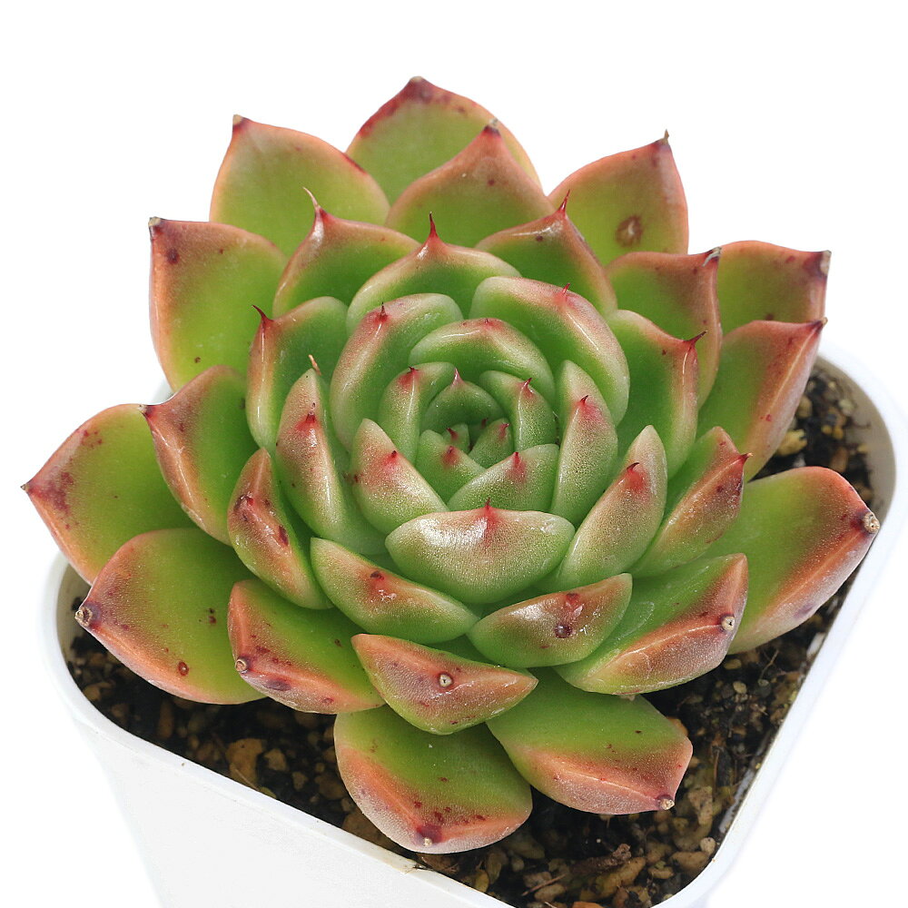（多肉植物）エケベリア　クィーンエリザベス　2．5号（1鉢）