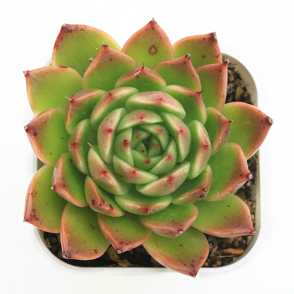 （多肉植物）エケベリア　クィーンエリザベス　2．5号（1鉢）