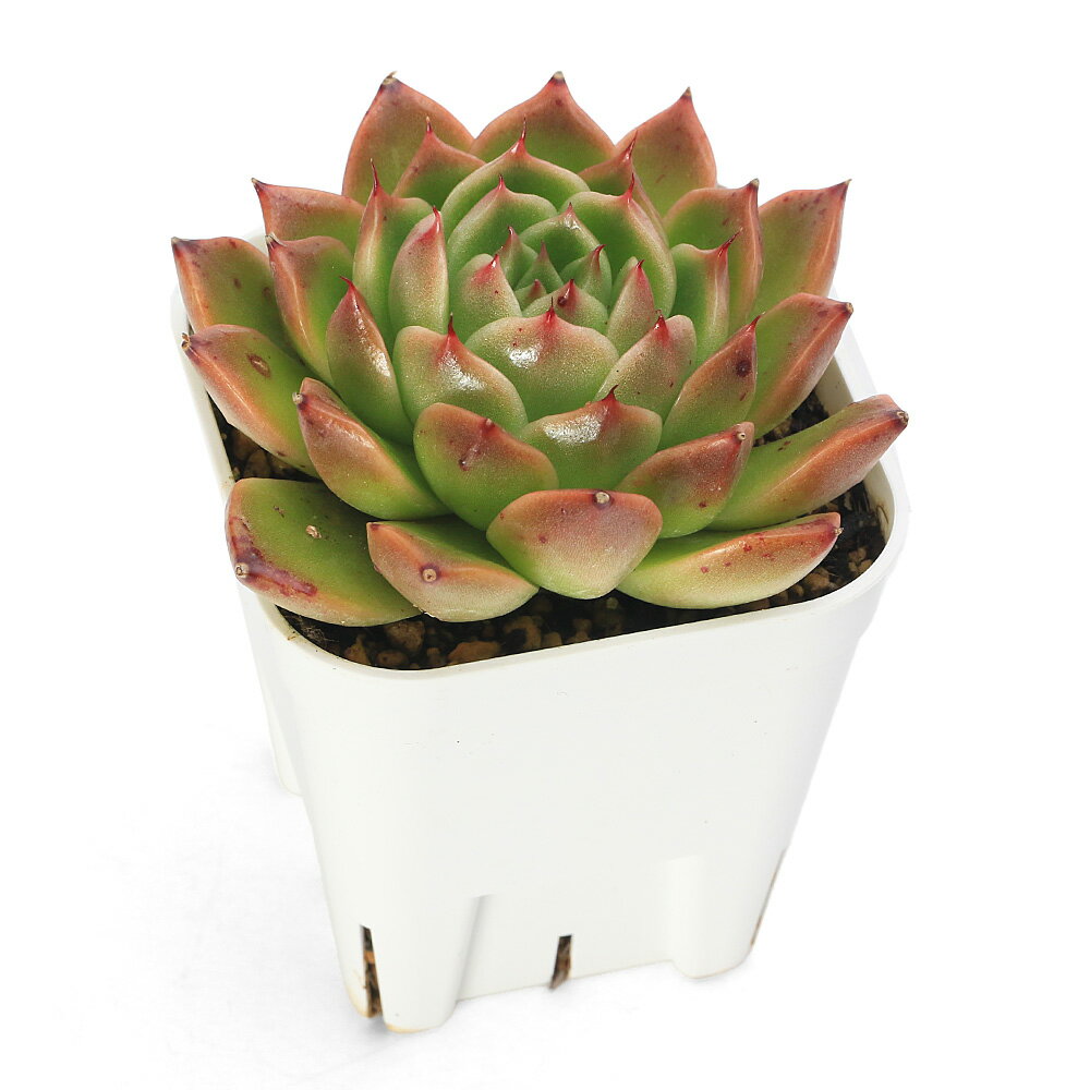（多肉植物）エケベリア　クィーンエリザベス　2．5号（1鉢）