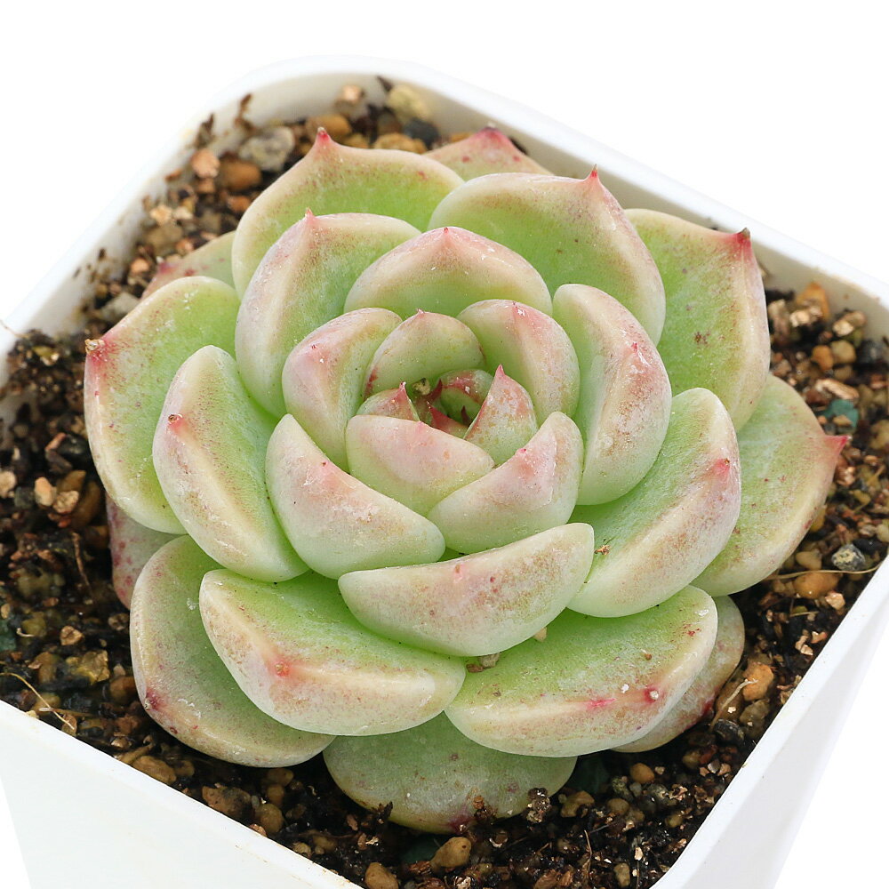 （多肉植物）エケベリア　レッドベルベット　2．5号（1鉢）