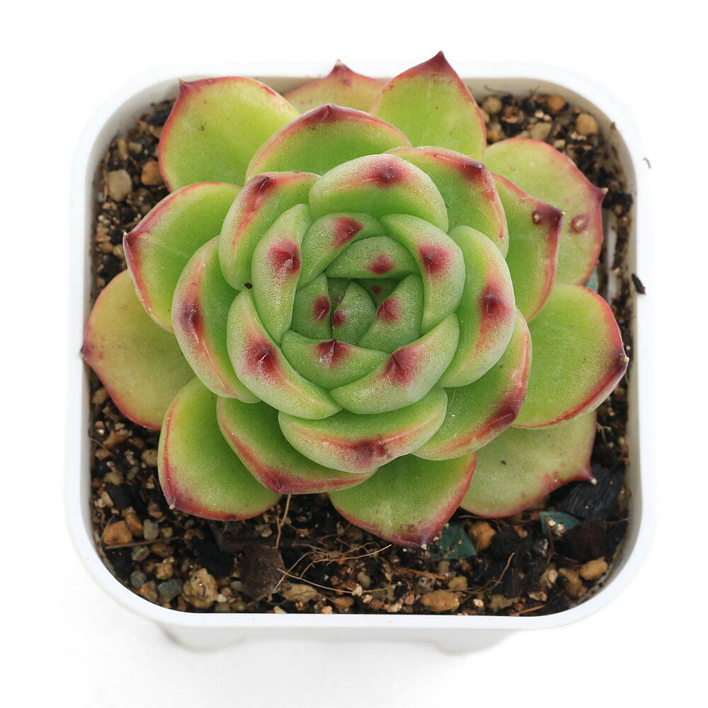 （多肉植物）エケベリア　ムーンスト—ン　2．5号（1鉢）
