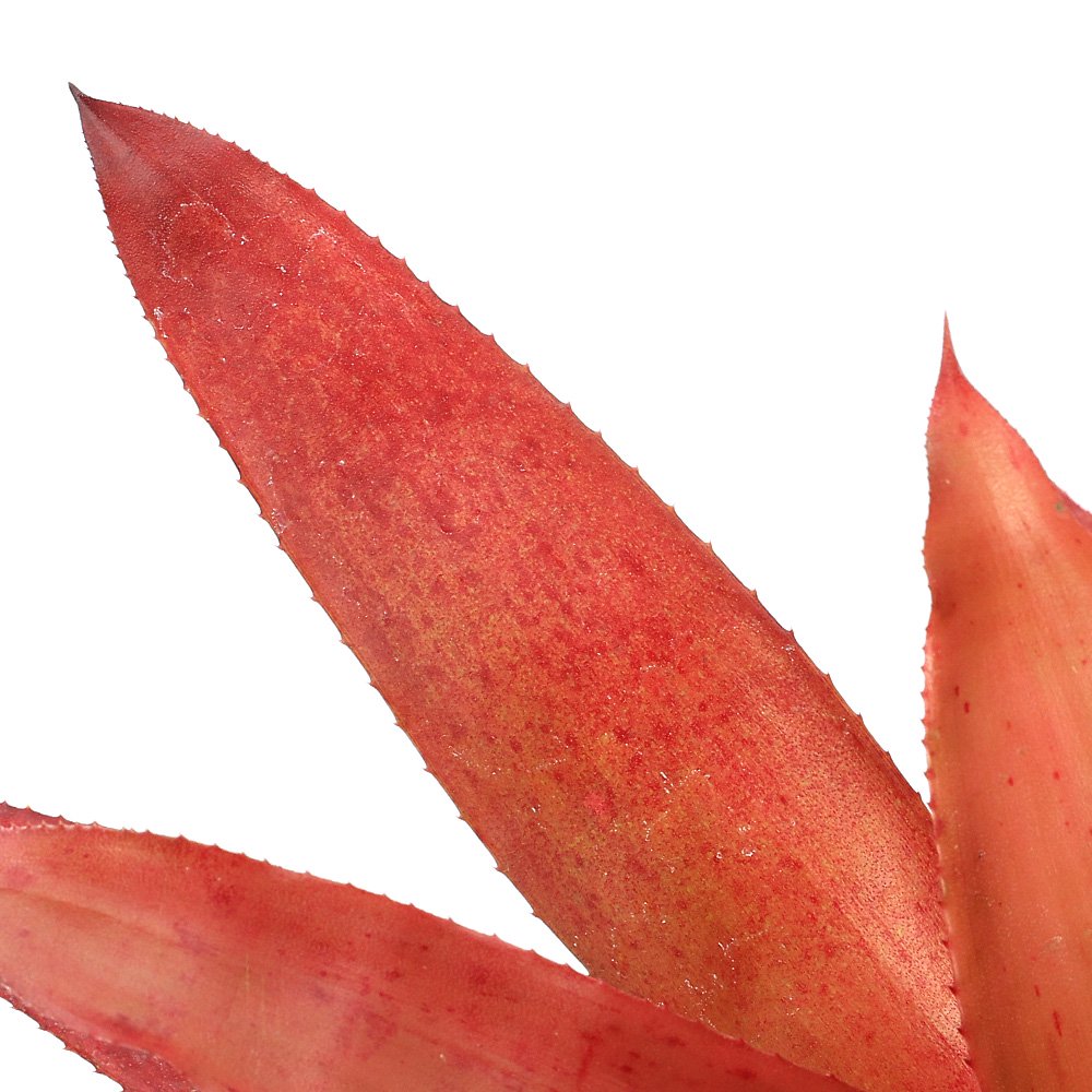 （観葉植物）カニストラム　コレリア—アラウジョイ　3号（1株）タンクブロメリア