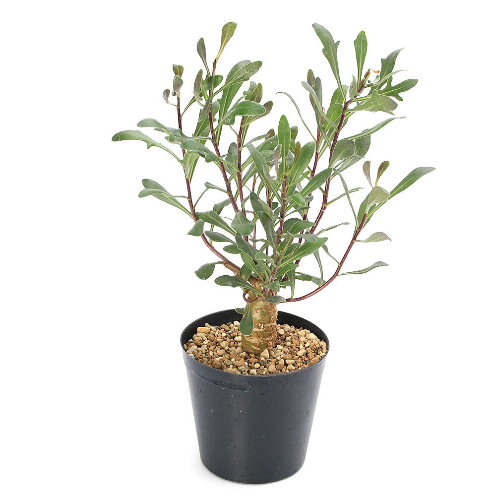 （多肉植物）オトンナ ロバタ 3号（1鉢）