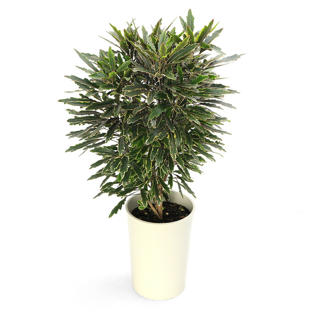 乐天商城 - （観葉植物）アラレア　ビアンカ　4．5号（1鉢）