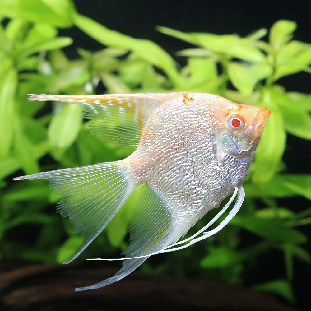 ドラゴンベールテールエンゼルフィッ...