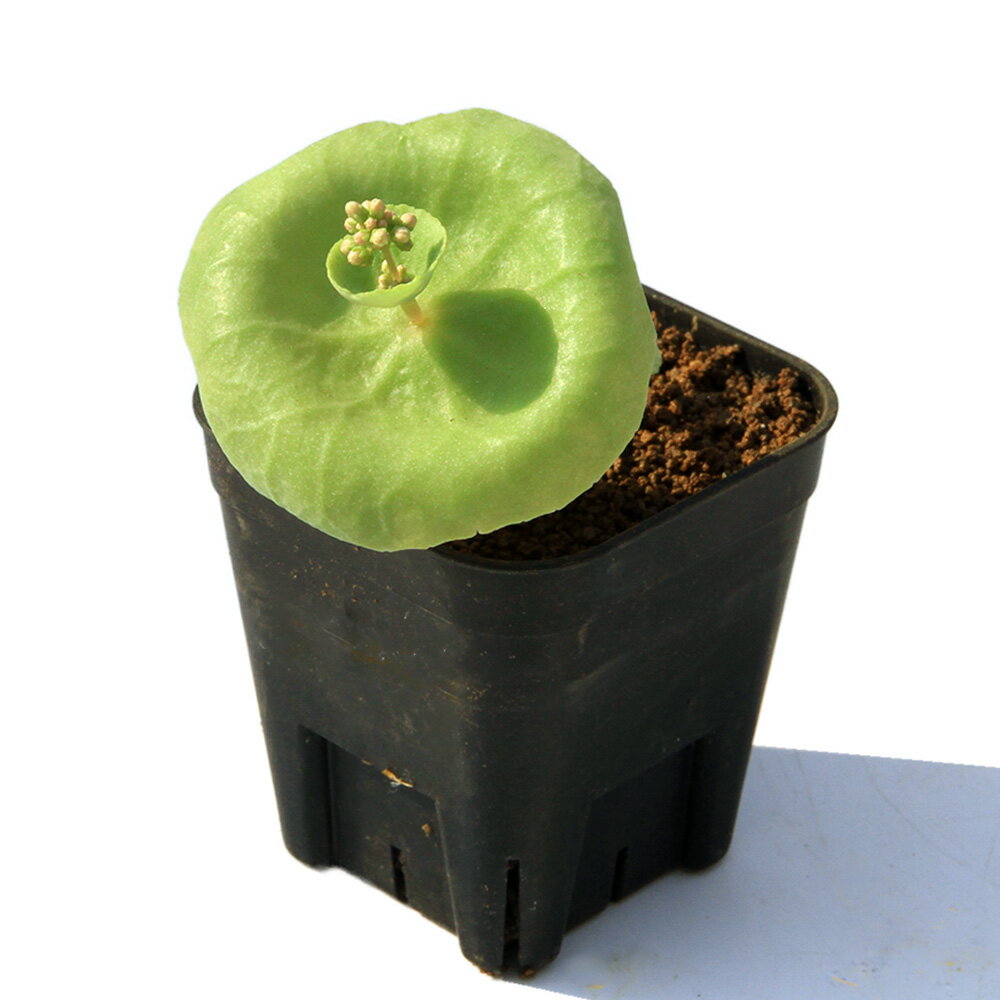 （観葉植物）一点物　クラッスラ　ウンベラ　ワインカップ　2号（1鉢）　落葉中