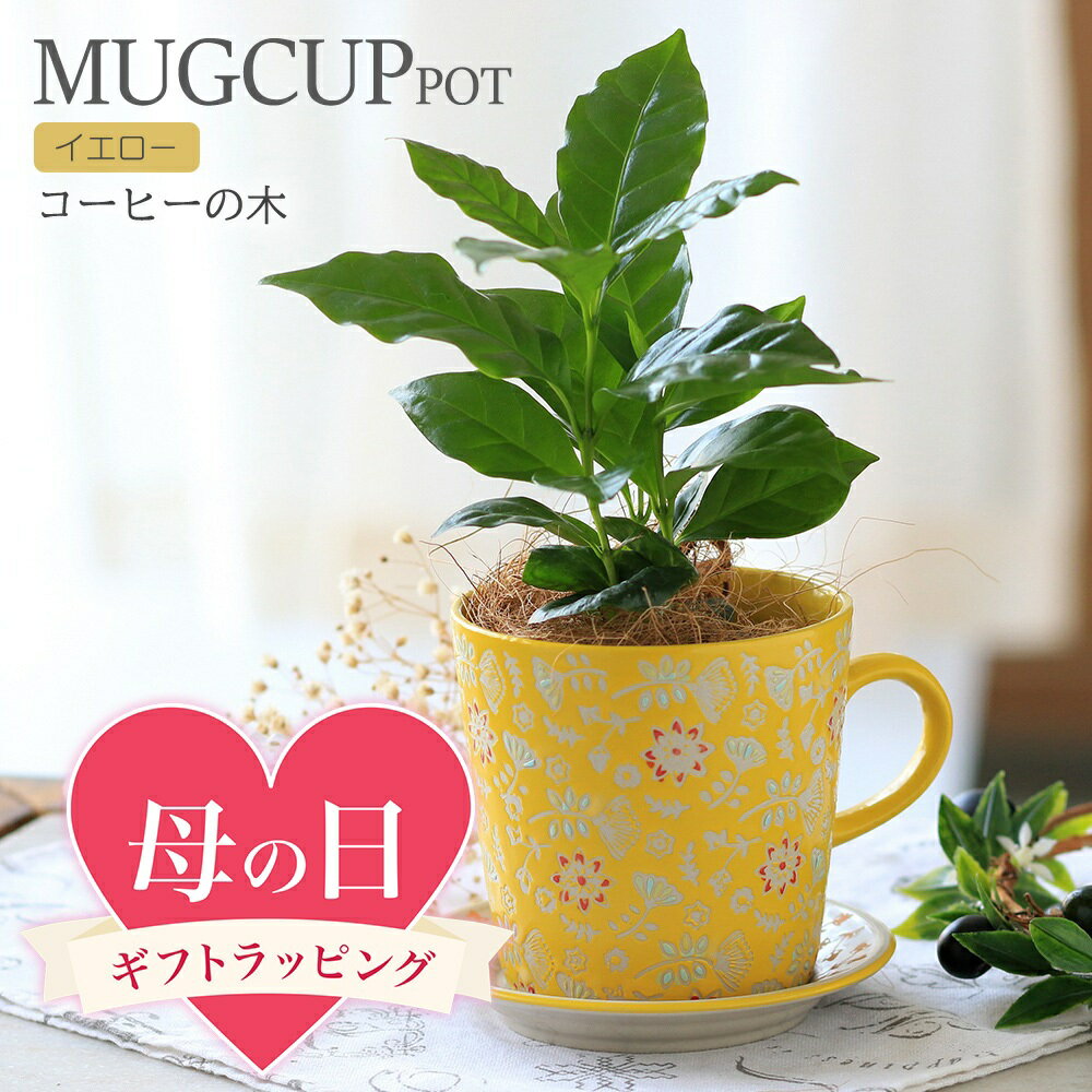 Other - ●母の日ギフト●コーヒーの木　マグカップポット　イエロー　ココヤシファイバー（1鉢）R　同梱不可　2026　母の日　5月10日以降にお届け