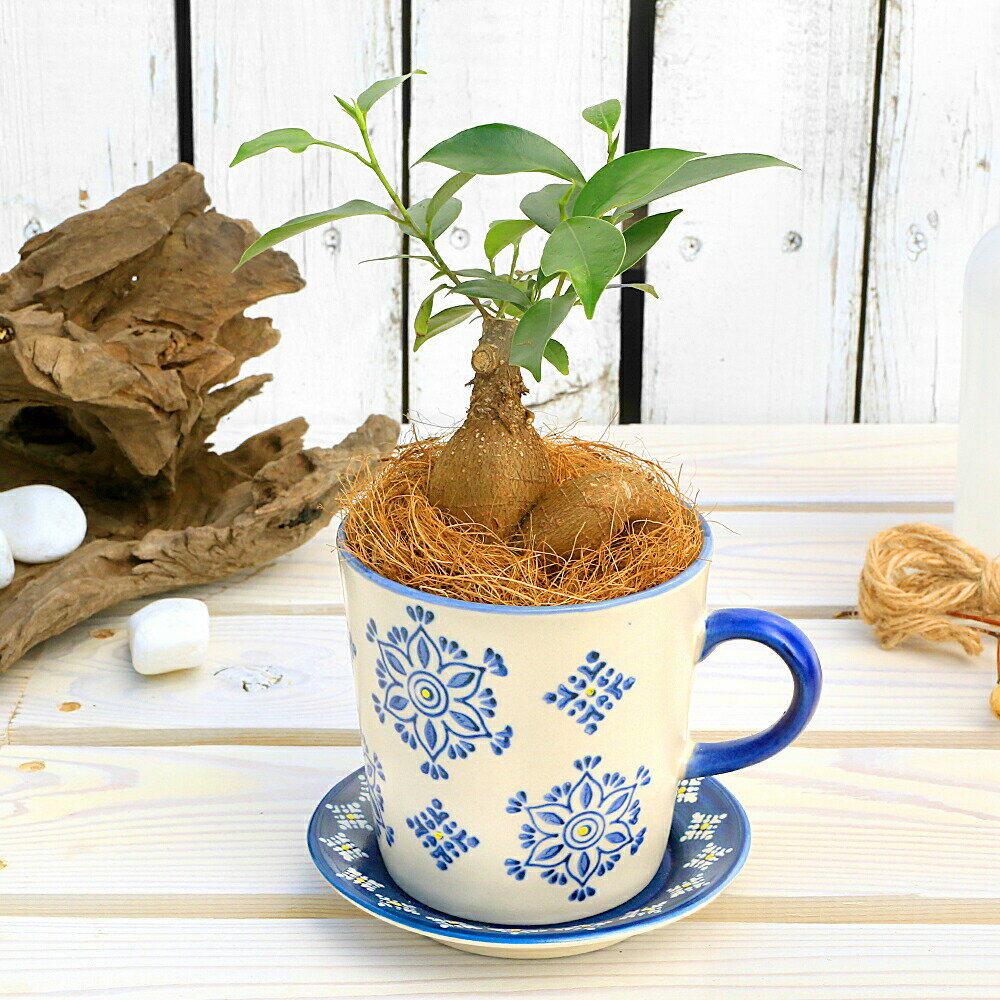 Other - （観葉植物）ガジュマル　マグカップポット　ブルー　ココヤシファイバー（マルチング材）付　（1鉢）